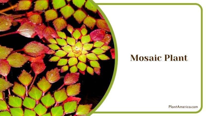 A High Angle view of A Mosaic Plant Plant America A High Angle view of A Mosaic Plant Plant America