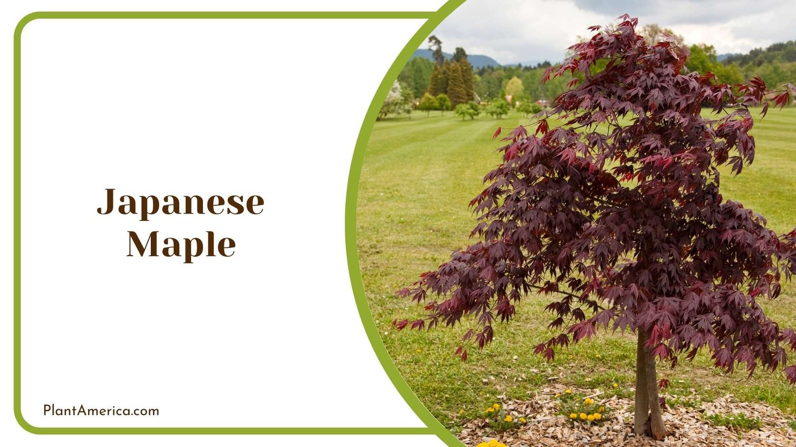 A Japanese Maple On Grass Plant America
