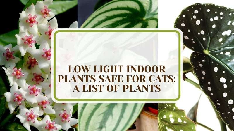 A List of Low Light Indoor Plants Safe for Cats Plant America 30 Low Light Indoor Plants Safe for Cats: A List of Plants