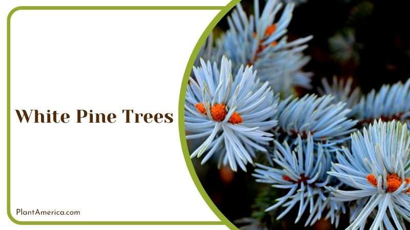 A Majestic White Pine Trees Plant America