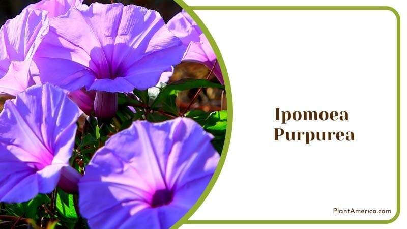 A Morning Glory Ipomoea Purpurea Plant America A Morning Glory Ipomoea Purpurea Plant America