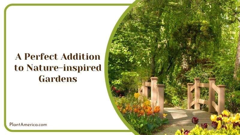 A Perfect Addition to Nature inspired Gardens PlantAmerica