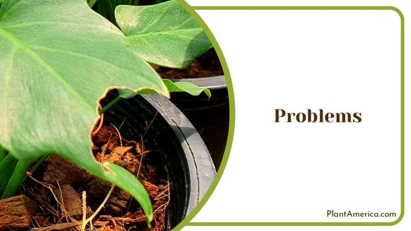 A Perfect Plant with Personality Plant America