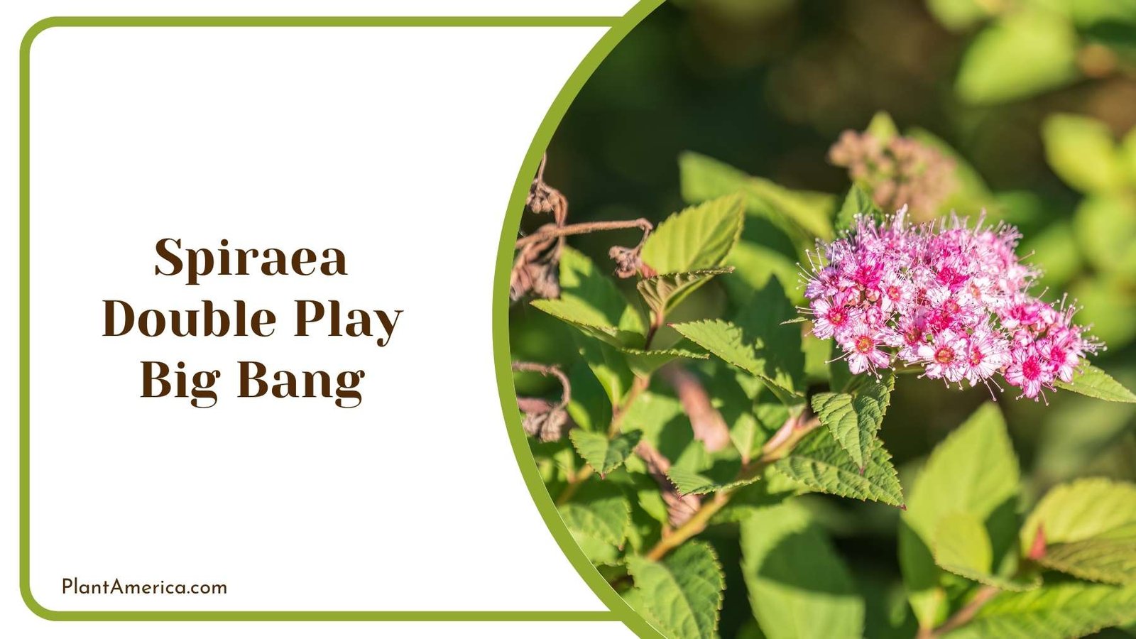 A Picture Of Spiraea Double Play Big Bang Plant America