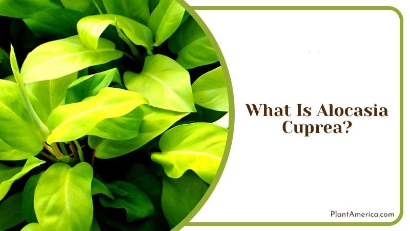 A Plant that Shines in Garden Plant America