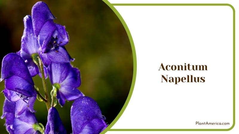A Poisonous Plant with Attractive Flower Plant America A Poisonous Plant with Attractive Flower Plant America