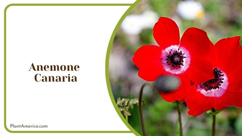 A Pop of Color in Your Garden Plant America