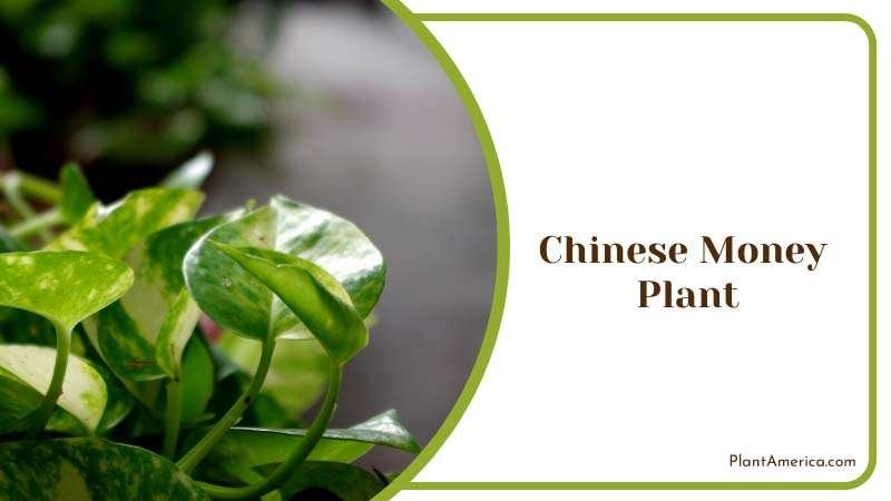 A Popular Chinese Money Plant Plant America A Popular Chinese Money Plant Plant America