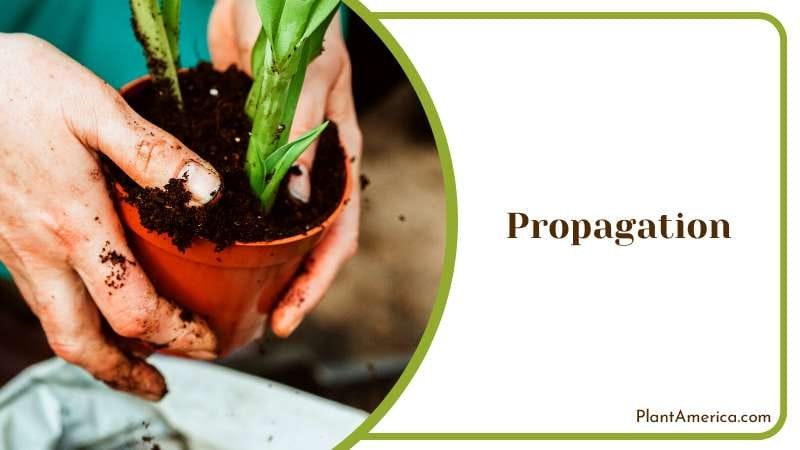 A Radiant Addition to Your Home Plant America A Radiant Addition to Your Home Plant America