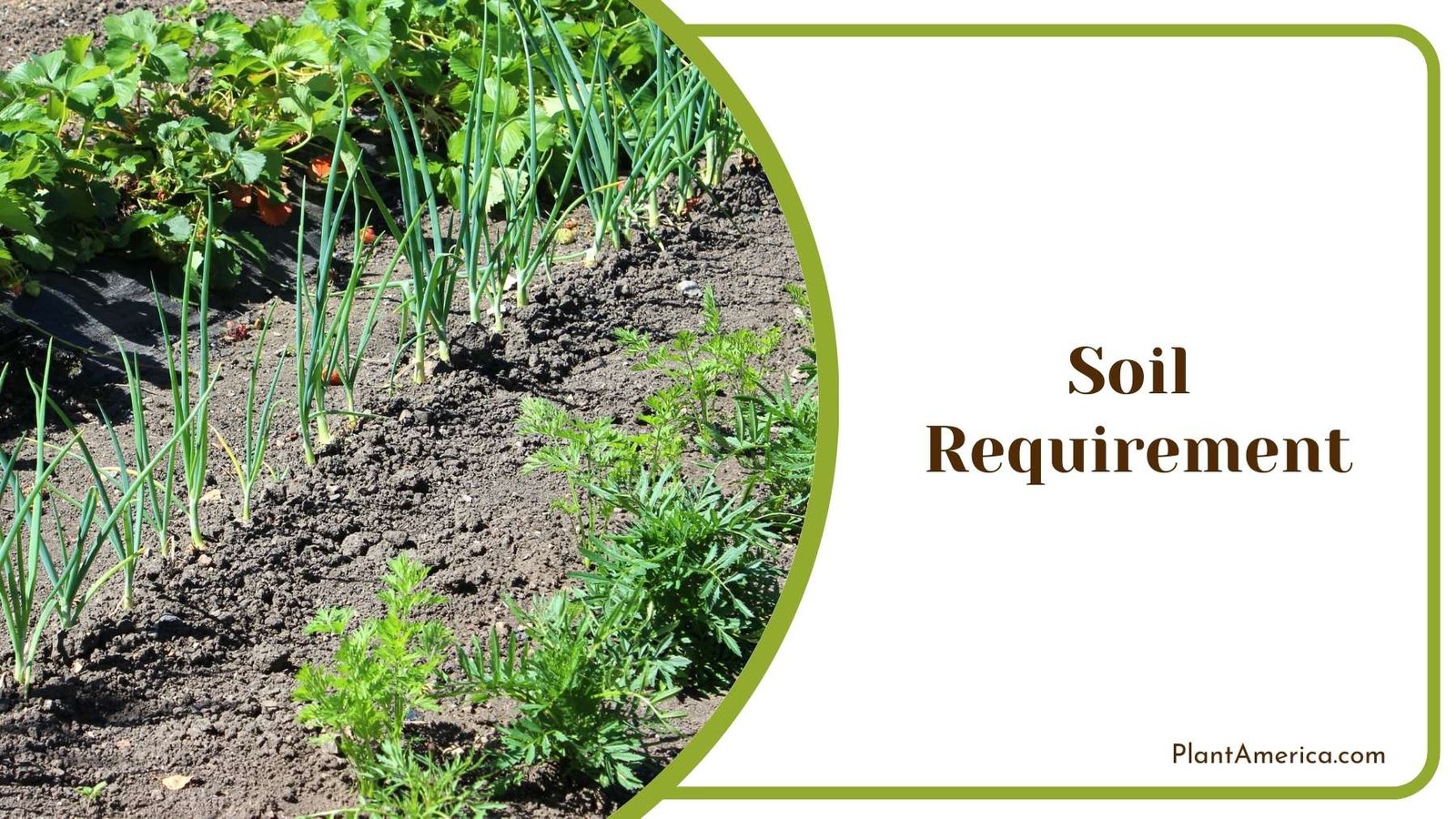 A Row Of Vegetables Plant America