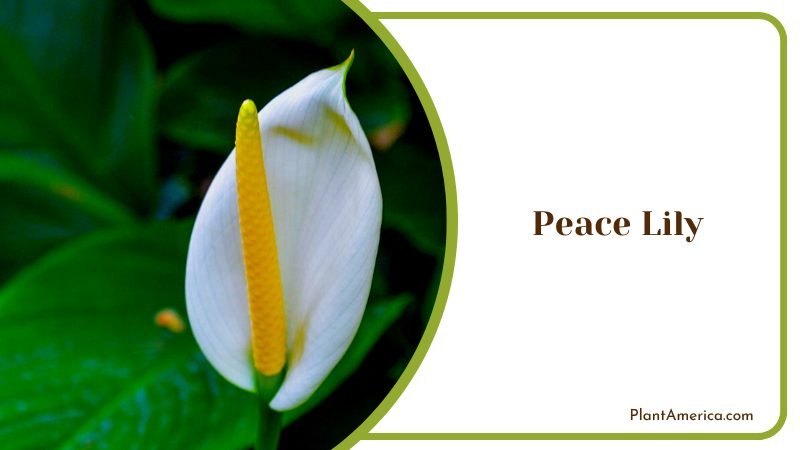 A Stunning Peace Lily Indoor Plant Plant America