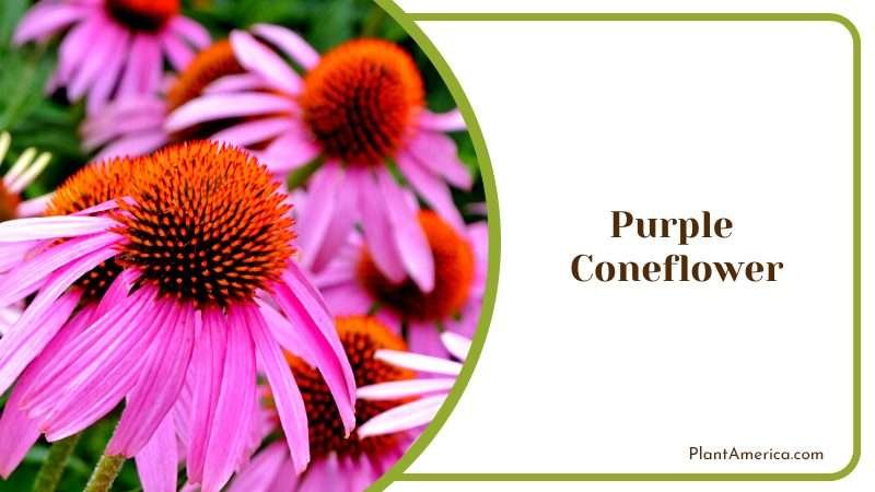 A Stunning and Resilient Bloom PlantAmerica