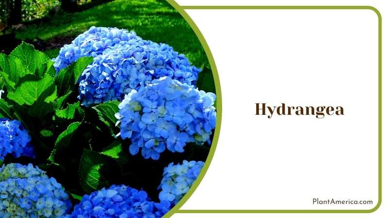 A Summertime Favorite Hydrangea Plant America