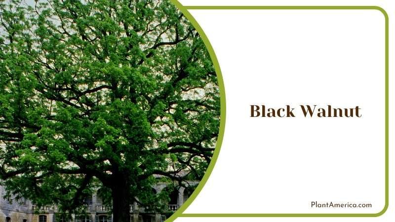 A Tree with Many Uses PlantAmerica