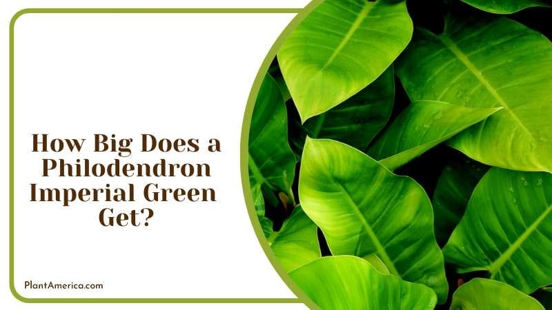 A Unique Addition to Your Garden Plant America