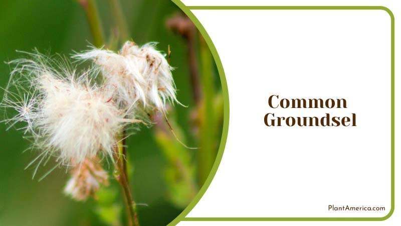 A Versatile and Adaptable Plant Plant America 1