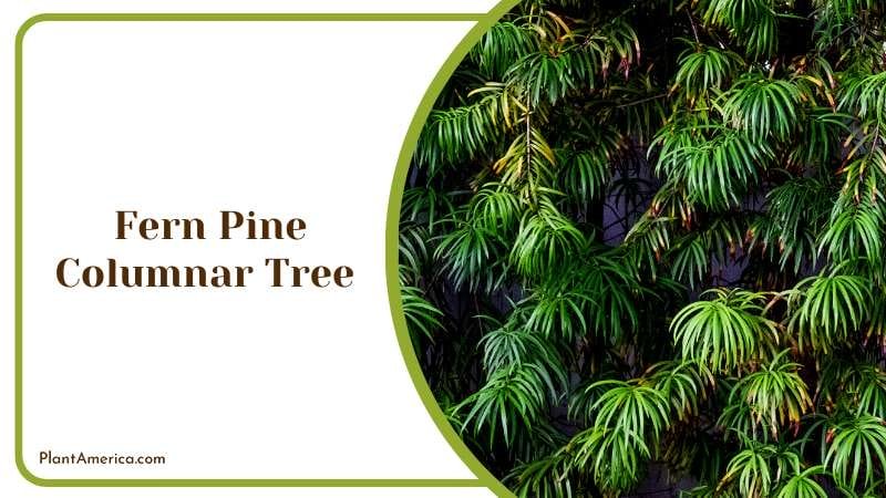 A Wall of Green Ivy Background Plant America