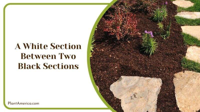 A White Section Between Two Black Sections PlantAmerica