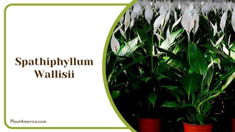 A Wonder of Spathiphyllum Wallisii PlantAmerica