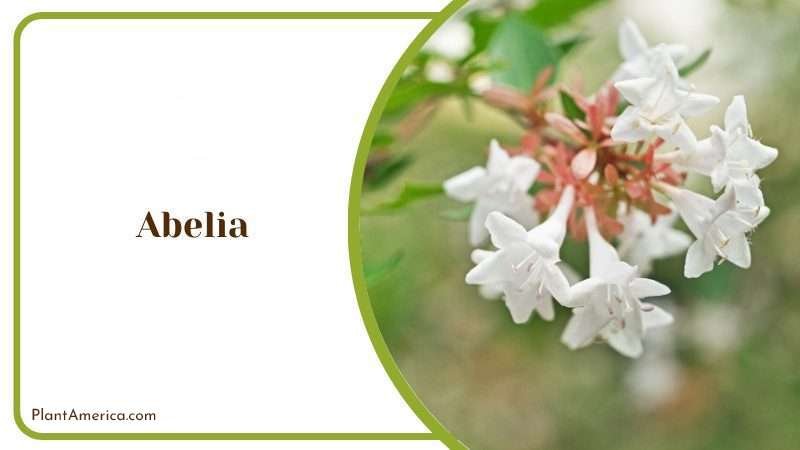 Abelia Flower Plant America Abelia Flower Plant America