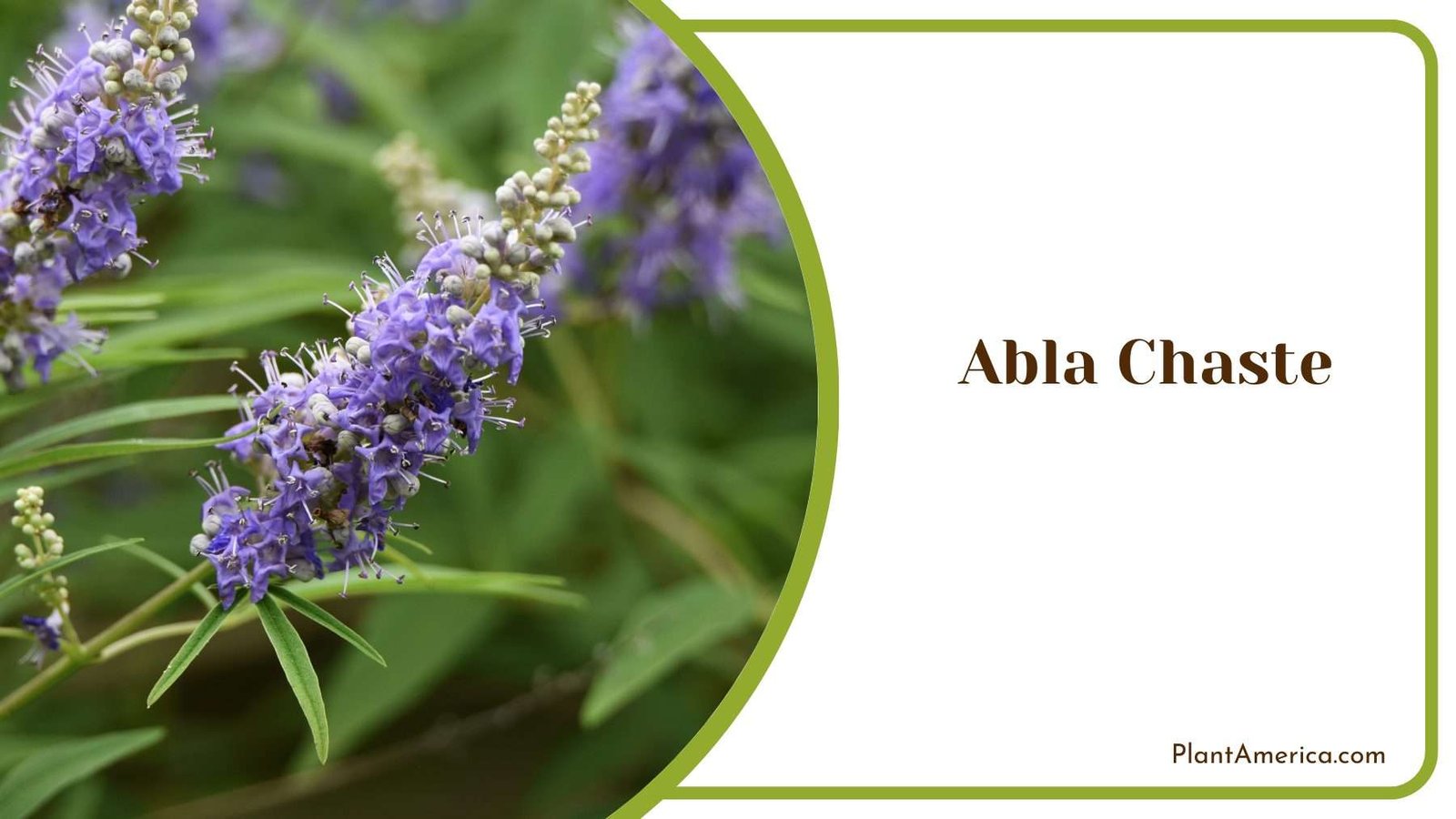 Abla Chaste Plant America
