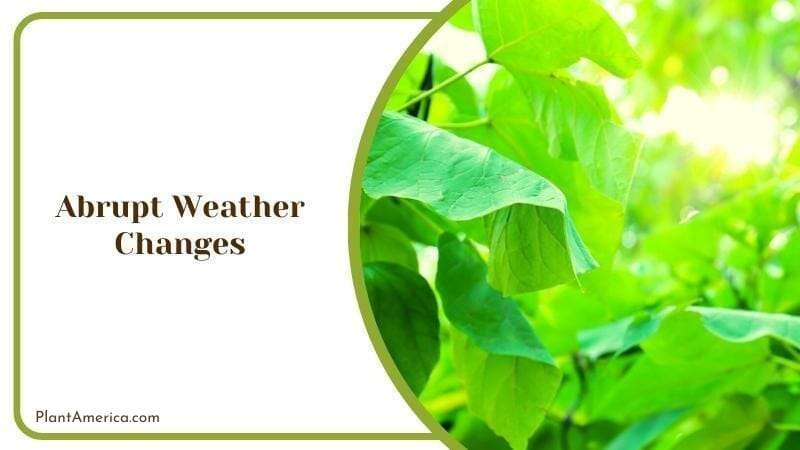 Abrupt Weather Changes Plant America Abrupt Weather Changes Plant America
