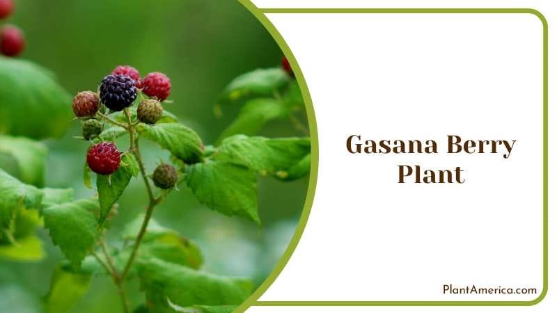 Abundant Gasana Berry Plants Plant America