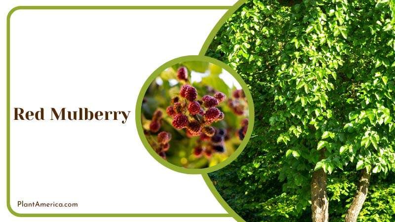 Abundant Red Mulberry Plant America