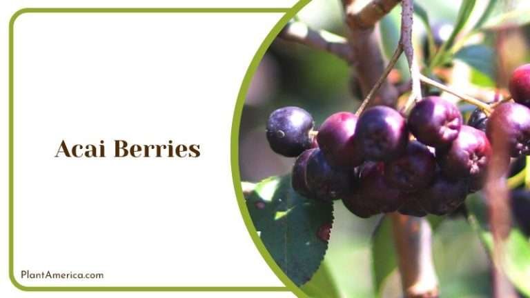 14 Berries That Look Like Blueberries You Never Knew Existed - Plant ...