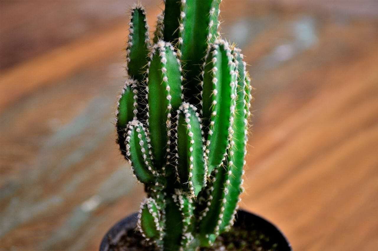 Acanthocereus Tetragonus Plant America Acanthocereus Tetragonus Plant America