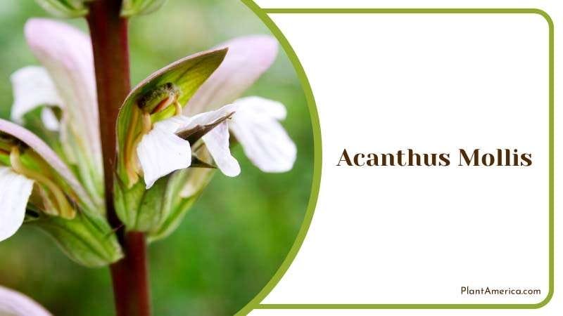 Acanthus Mollis Known as Bear Breeches Plant America