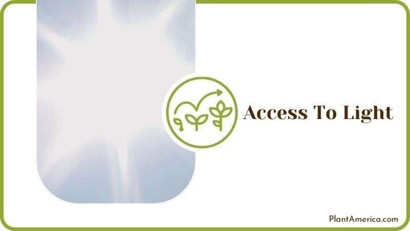 Access To Light ~ PlantAmerica