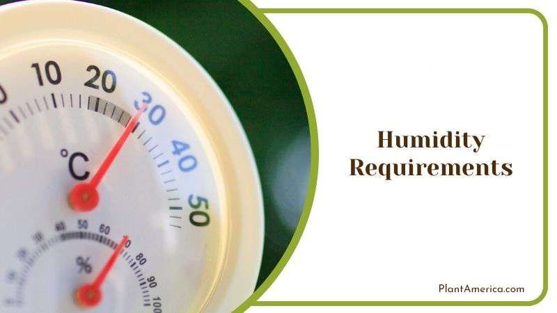 Actual Humidity for String of Bananas Plant America