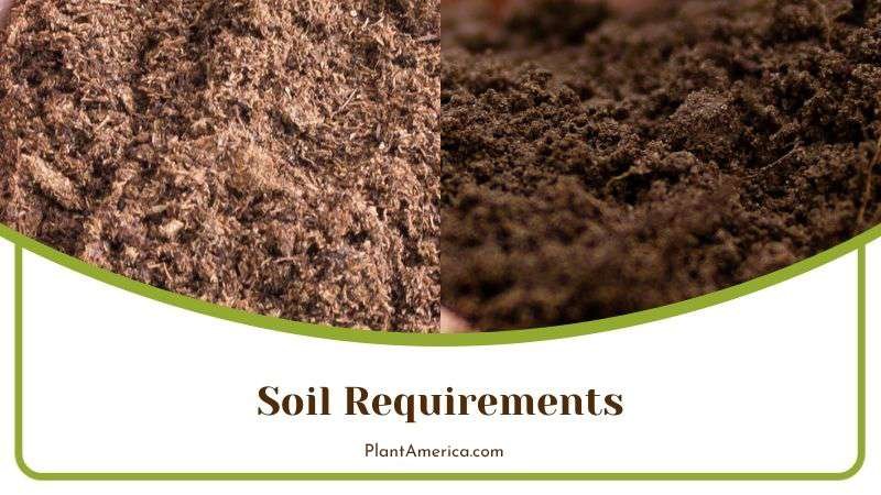 Actual Soil Mix for Evelyn Roses Plant America