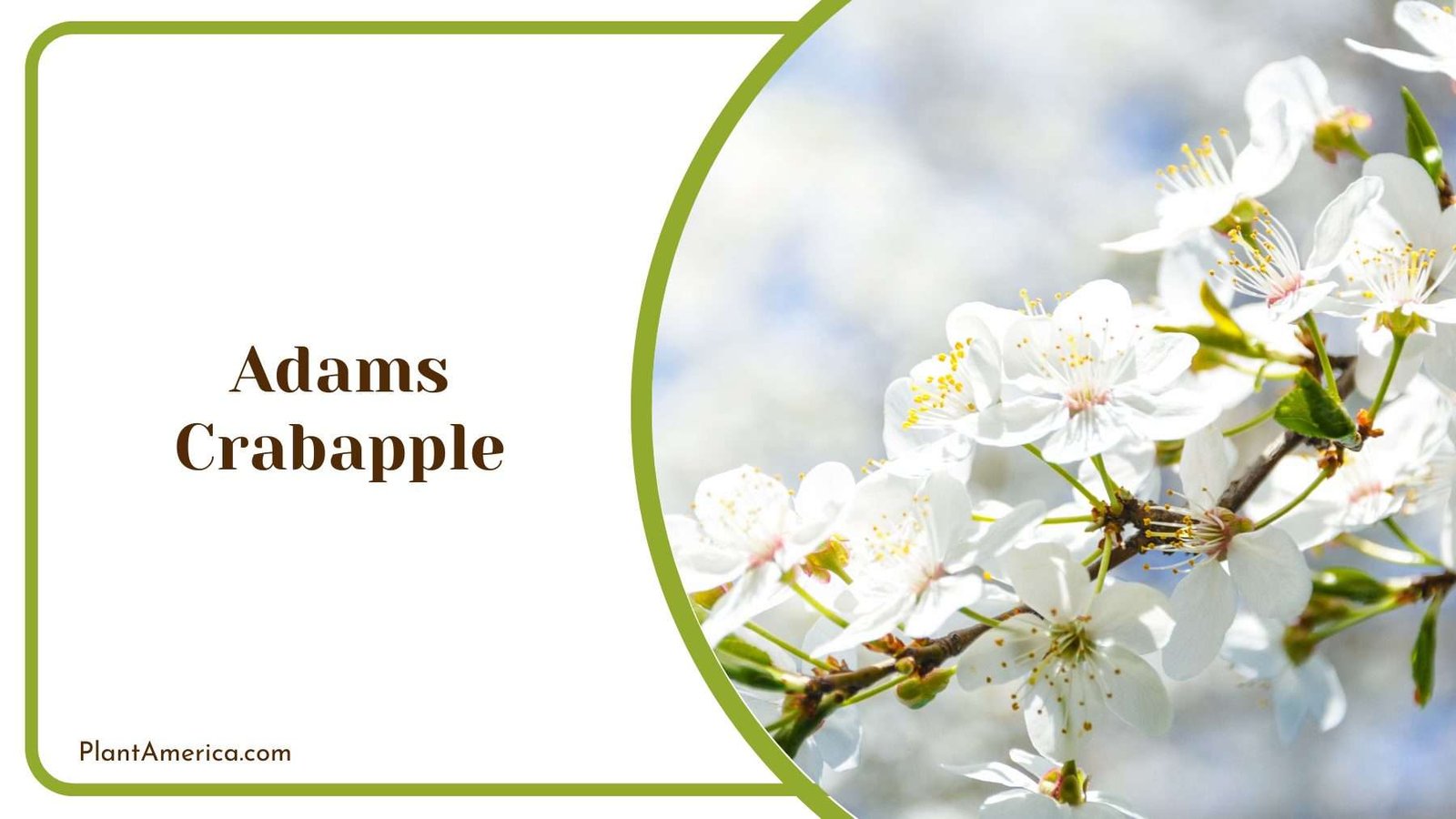 Adams Crabapple Plant America