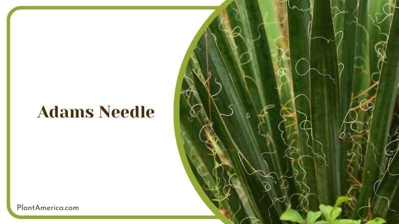 Adams Needle With Red Yucca Plant America