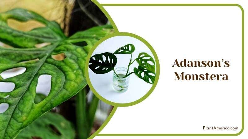 Adansons Monstera Plants in House Plant America