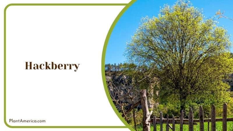 Adaptable Tree for Urban Landscaping PlantAmerica