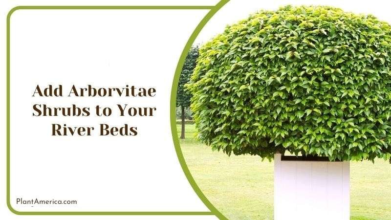 Add Arborvitae Shrubs to Your River Beds Plant America Add Arborvitae Shrubs to Your River Beds Plant America