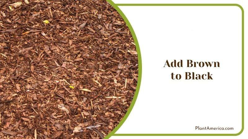 Add Brown to Black PlantAmerica