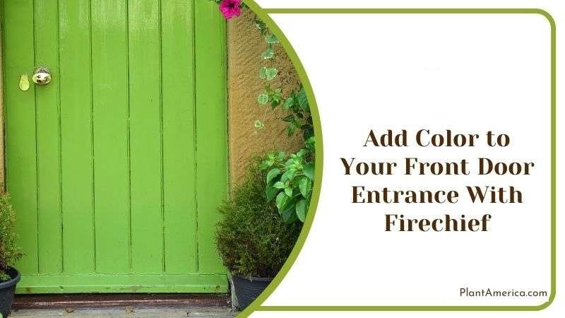 Add Color to Your Front Door Entrance With Firechief Plant America Add Color to Your Front Door Entrance With Firechief Plant America