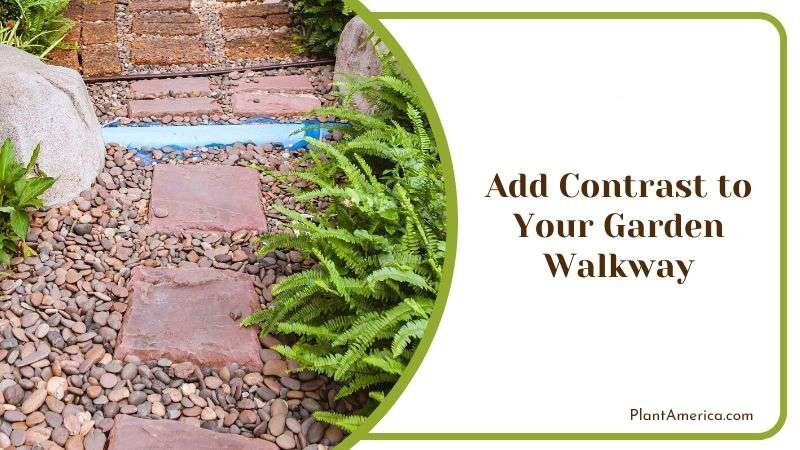 Add Contrast to Your Garden Walkway PlantAmerica