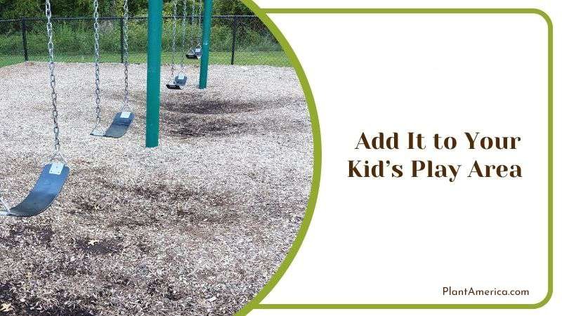 Add It to Your Kids Play Area PlantAmerica