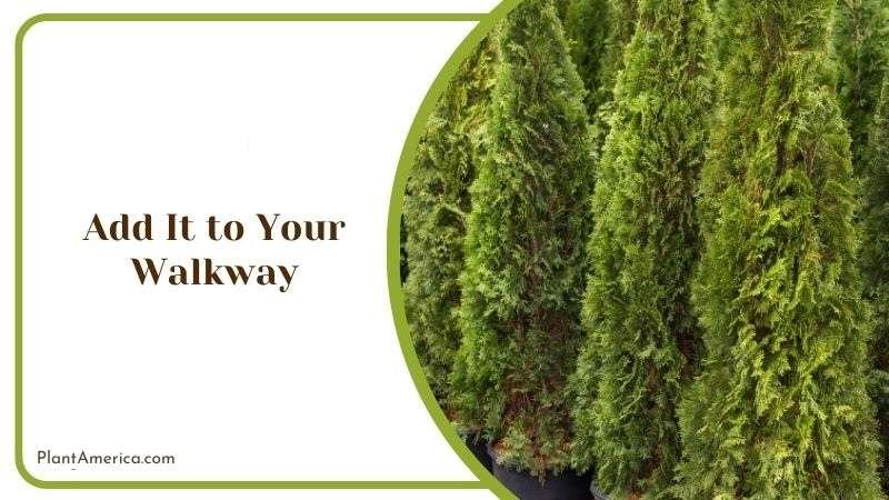 Add It to Your Walkway Plant America Add It to Your Walkway Plant America