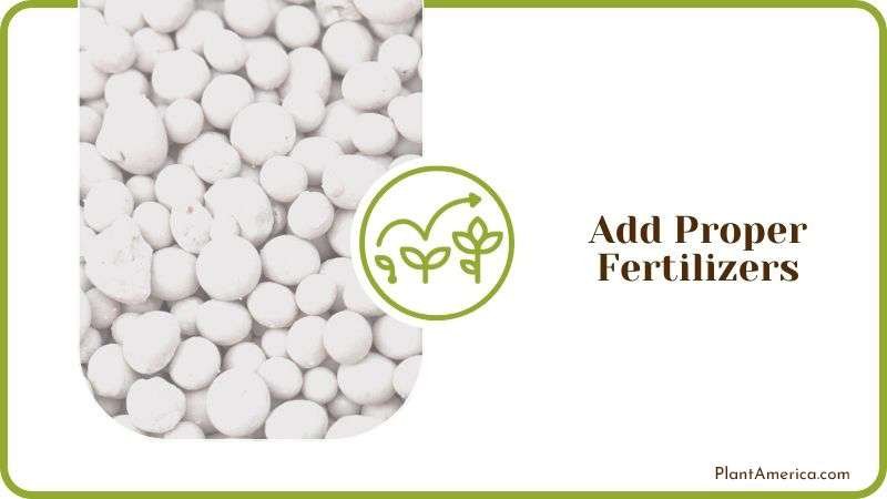 Add Proper Fertilizers to Spruce Plant America