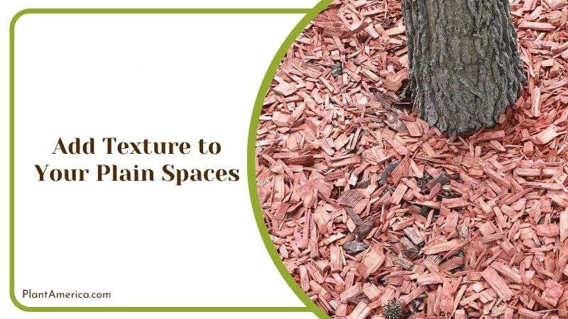 Add Texture to Your Plain Spaces PlantAmerica