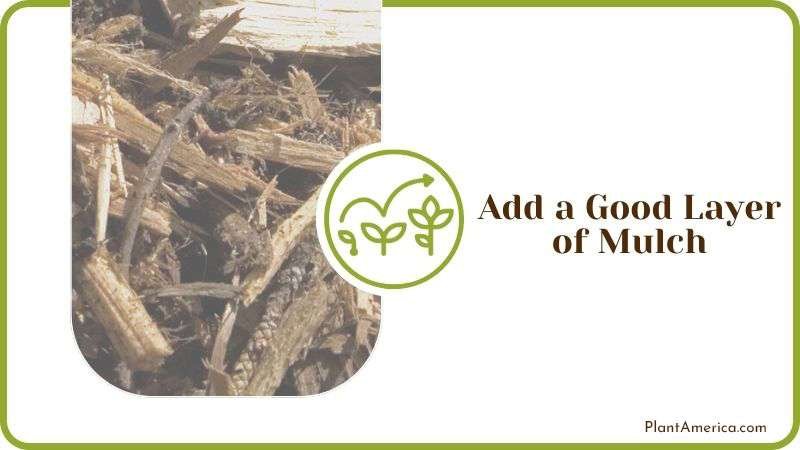 Add a Good Layer of Mulch Plant America