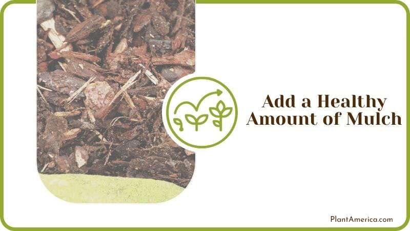 Add a Healthy Amount of Mulch PlantAmerica