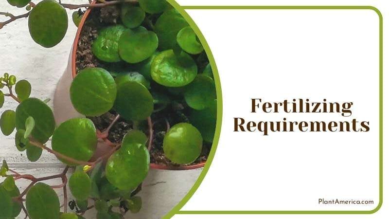 Add organic nutrient rich ingredients PlantAmerica Add organic nutrient rich ingredients PlantAmerica
