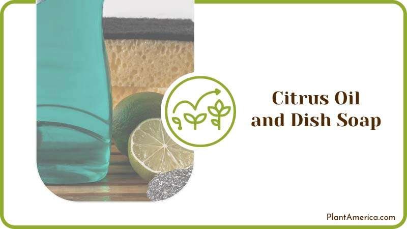 Adding Citrus Oil and Dish Soap Plant America